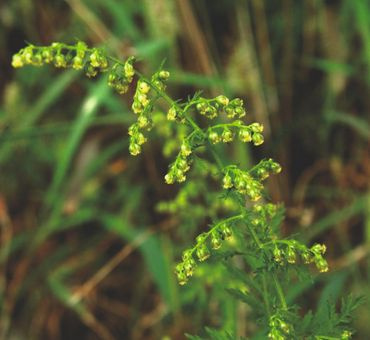 Полынь сладкая эф.масло 5мл фото 3