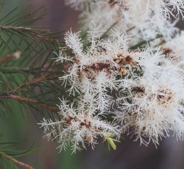 Чайное дерево (экстра) эф.масло 10мл. фото 3