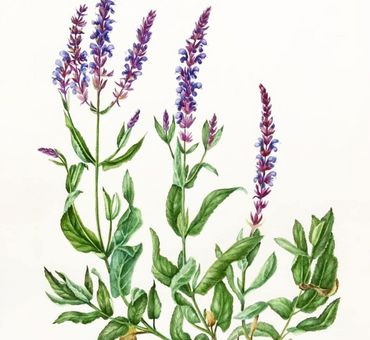 Шалфей (био) Цветочная вода 100 мл. фото 2