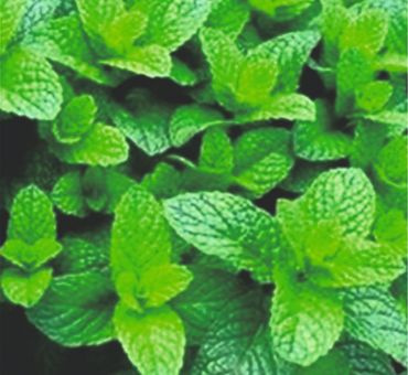 Мята перечная эф.масло 10мл. фото 2