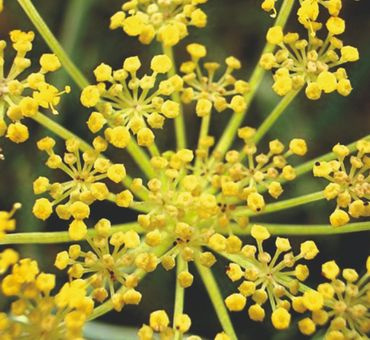 Фенхель эфирное масло 10мл. фото 2